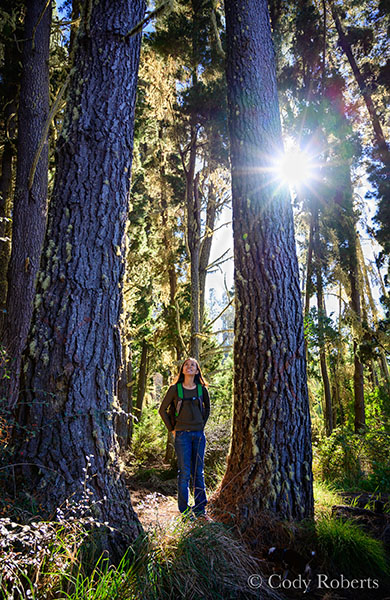 Hiking Polipoli Forest Maui